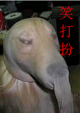 笑打扮